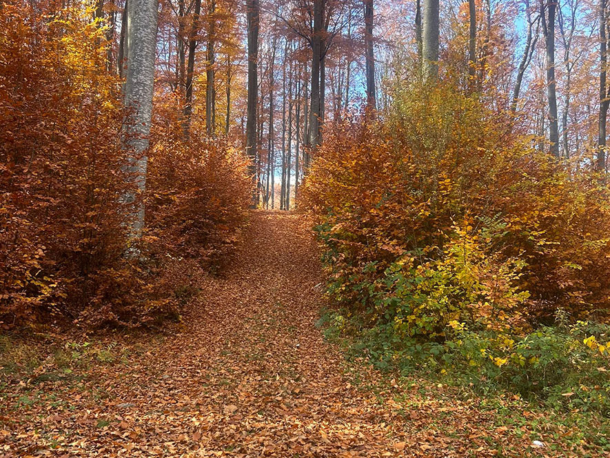 Wild mountain landscape